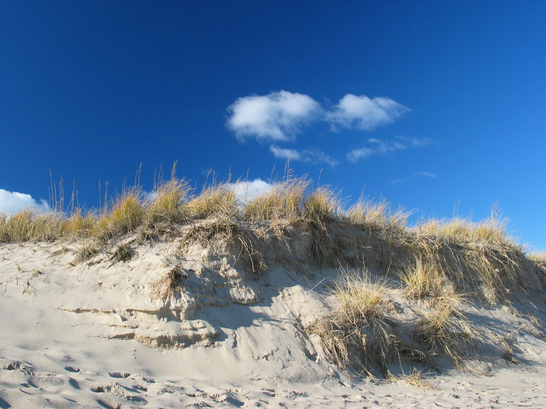 Sand dunes near Provincetown on Cape Cod